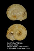 EOCENE-YPRESIAN Circulus similis